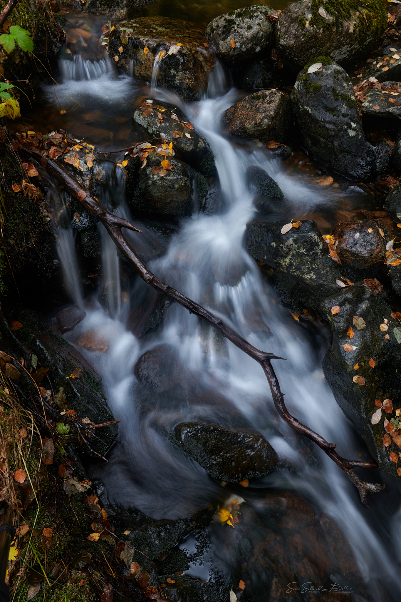 DSC_4949_1